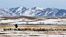 A herdsman drives sheep home in Xilingol League of north China's Inner Mongolia Autonomous Region, Feb. 10, 2010.