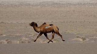 A Bactrian camel runs at the Lop Nur Bactrian Camel Nature Reserve in northwest China's Xinjiang Uygur Autonomous Region, Feb. 19, 2010. The number of Bactrian Camels in the Lop Nur has increased due to protection in these years.