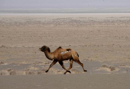 A Bactrian camel runs at the Lop Nur Bactrian Camel Nature Reserve in northwest China's Xinjiang Uygur Autonomous Region, Feb. 19, 2010.