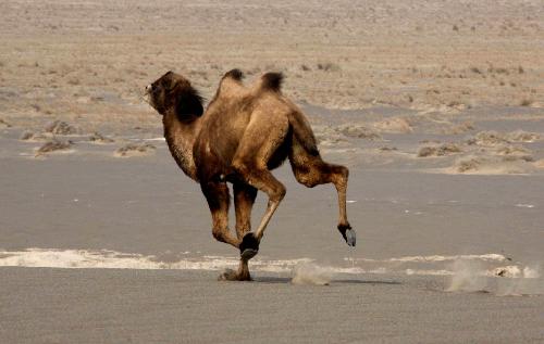 A Bactrian camel runs at the Lop Nur Bactrian Camel Nature Reserve in northwest China's Xinjiang Uygur Autonomous Region, Feb. 19, 2010. 