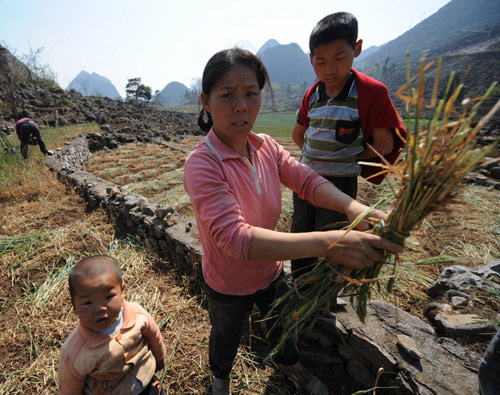A woman peasant collects dry wheat plait due to severe drought to feed pigs in the Bouyei and Miao autonomous prefecture, southwest China's Guizhou province, February 23, 2010.