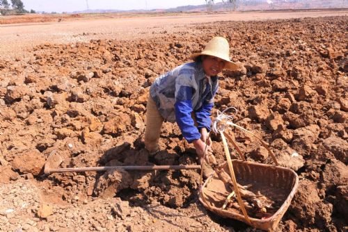 Meng Jinyong, a local villager, digs lotus roots in a dry pond in Mile County, Honghe Hani and Yi Autonomous Prefecture, southwest China's Yunnan Province, on Feb. 25, 2010. 