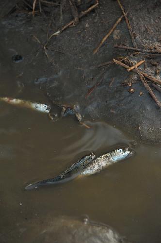Fish are seen on the land in Constitucion, 450 kilometers south of Santiago, capital of Chile, March 2, 2010. A tsunami hit Constitucion after the 8.8-magnitude earthquake rocked the country on Feb. 27.