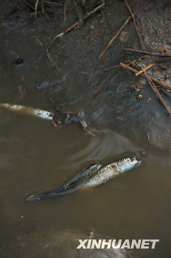 Photo shows fish rushed ashore after a tsunami sweeps Constitución, a town 450 km south of Chilean capital Santiago on March 2, 2010.