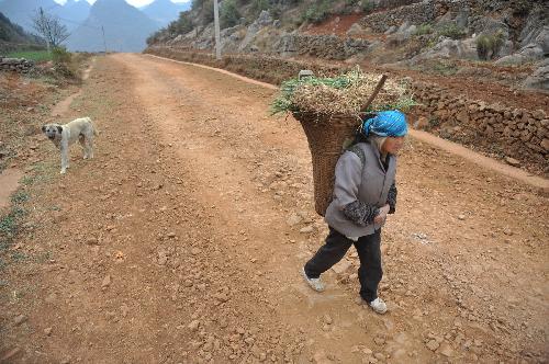 A villager carries the seedless immature wheet that can only be used as cattle feed in Panxian, southwest China's Guizhou Province, on March 10, 2010. 