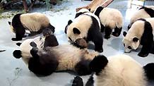 Shanghai Expo giant pandas enjoy fresh bamboo shoots in Shanghai, east China, on March 10, 2010.