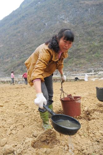 A local villager irrigates the corn field suffering the severe drought in Changshun County of southwest China's Guizhou Province, March 14, 2010. 