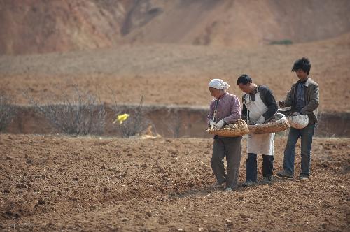 Local villagers plant the anti-drought crop in Weining County of southwest China's Guizhou Province, March 13, 2010. 