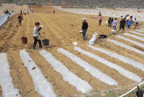 Local villagers plant the corn seeds at the field suffering the severe drought in Changshun County of southwest China's Guizhou Province, March 14, 2010. 