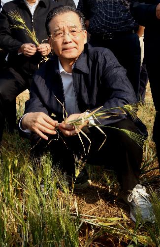 Chinese Premier Wen Jiabao checks the barley affected by drought at Shizikou Village of Fanghua Town in Luliang County, southwest China&apos;s Yunnan Province, March 19, 2010. 