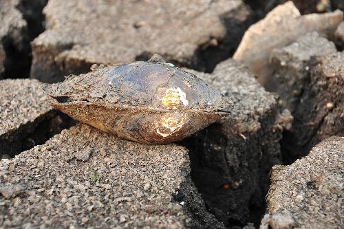 A dead oyster is seen left on the dry bottom of the Chirui Lake at Shiping County, southwest China's Yunnan Province, March 24, 2010. 