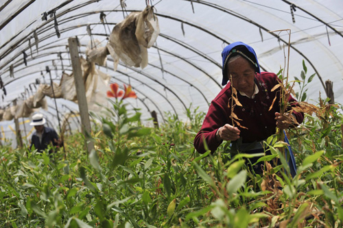 A woman (R) works on dried-up land where flowers used to grow in Southwest China's Yunnan Province, which is known to have good weather conditions for flower planting, on April 6, 2010. 