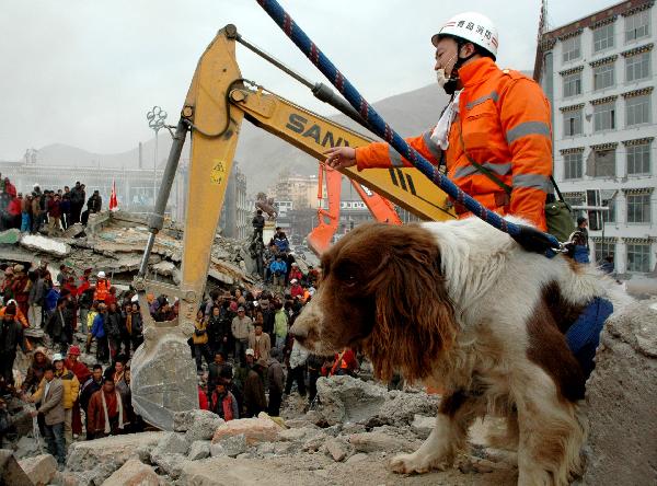 A sniffer dog and large machineries are put into rescue works at debris of Minzu Hotel at Gyegu Town of earthquake hit Yushu County of northwest China&apos;s Qinghai Province, April 16, 2010. The rescuers have been doing unremitting efforts to save people&apos;s lives during the &apos;golden 72 hours&apos; since the 7.1-magnitude quake struck Yushu early Wednesday.