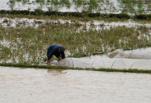 A farmer inspects rice seedlings in a flooded field in the Gongcheng Autonomous Prefecture in Guangxi Zhuang autonomous region, April 22, 2010.