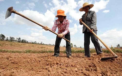 Spring plowing has begun in the Yunnan Province. Two farmers are seen working in their fields, April 22, 2010.