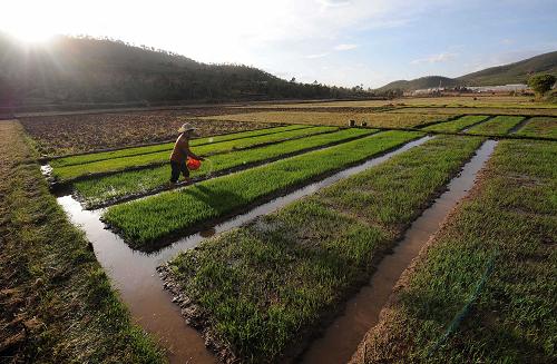 Spring plowing has begun in the Yunnan Province. Two farmers are seen working in their fields, April 22, 2010.