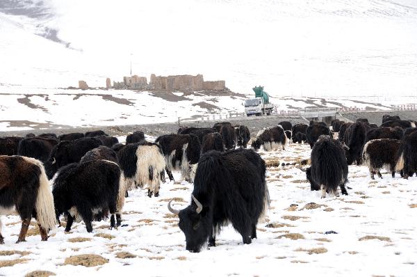 Yaks graze against the snow in quake-hit Yushu Tibetan Autonomous Prefecture of northwest China's Qinghai Province, on May 13, 2010.