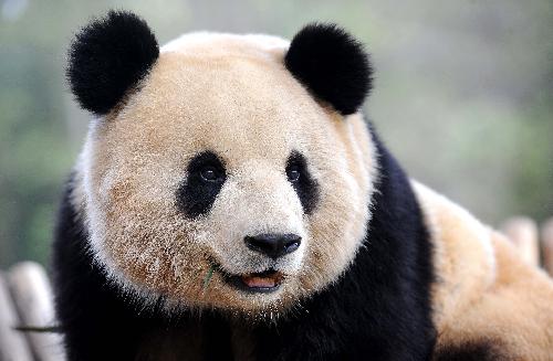 A giant panda plays at the Yunnan Wildlife Park in Kunming, capital of southwest China's Yunnan Province, March 6, 2010. 