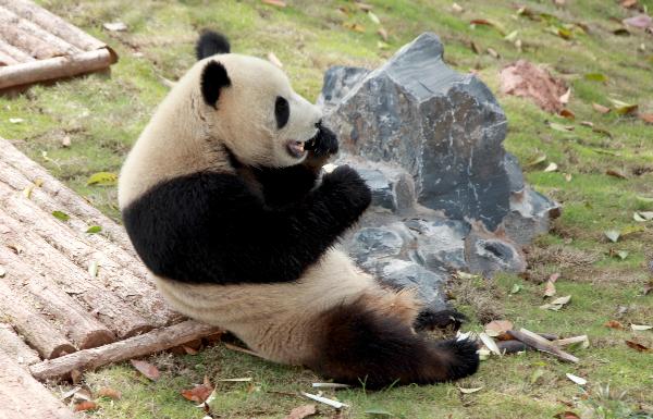 A giant panda eats with leisure at its new habitat, inside the Giant Panda Ecological Happyland, at Xiuning County, east China's Anhui Province, April 28, 2010. 