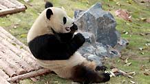 A giant panda eats with leisure at its new habitat, inside the Giant Panda Ecological Happyland, at Xiuning County, east China's Anhui Province, April 28, 2010.