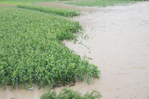 Farmland is flooded in Laibin City, south China's Guangxi Zhuang Autonomous Region, June 1, 2010, due to the continuing severe rain and storm. (Xinhua/Wang Junwei) 