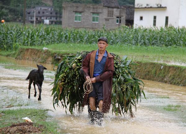 A farmer transports immature corn to feed livestock in Renli Village of Donglan County, southwest China's Guangxi Zhuang Autonomous Region, June 1, 2010.