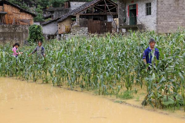 Farmers stand in the flooded corn field in Tingmai Village of Donglan County, south China's Guangxi Zhuang Autonomous Region, June 1, 2010. 