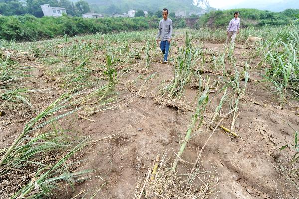 Photo taken on June 6, 2010 show sugarcane field damaged by rainstorms in Shang'e Village of Huangmao Township in Wuxuan Countyship of Laibin City, southwest China's Guangxi Zhuang Autonomous Region.