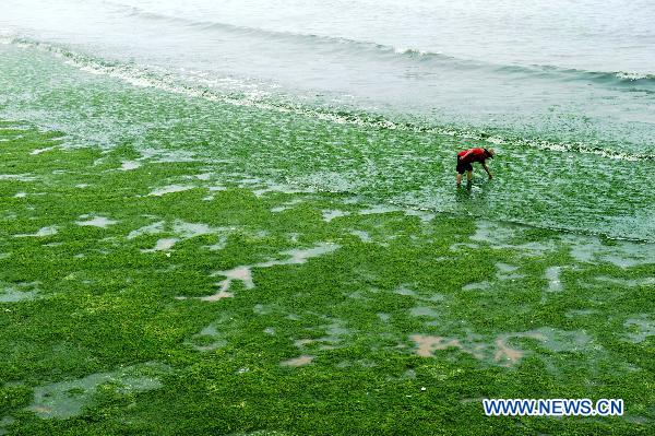 A visitor is seen among green algae in Qingdao, east China's Shandong Province, on June 29, 2010. 