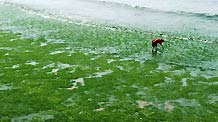 A visitor is seen among green algae in Qingdao, east China's Shandong Province, on June 29, 2010.