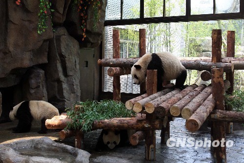 Pandas wander around Expo Giant Panda Pavilion at Shanghai Wild Animal Park on Wednesday, June 30, 2010. Fourteen giant pandas are on display when the panda pavilion opens to the public.