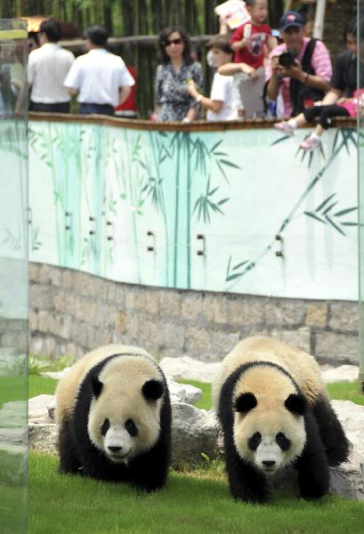 Two pandas loiter around as they meet the visitors, at the World Expo Pandas Pavilion inside the Shanghai Wild Animal Park in its opening day, in Shanghai, east China, June 30, 2010.