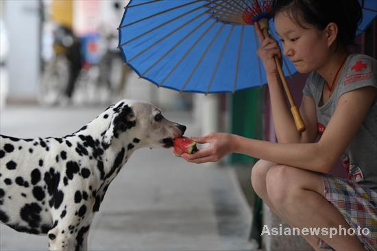 A woman feeds her dog watermelon to cool it down in the hot summer in Huaibei city in East China's Anhui province, July 4, 2010. [China Daily/Asianewsphoto]