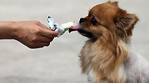 A pet dog eats ice cream to cool itself from the hot weather in Beijing on July 4, 2010.