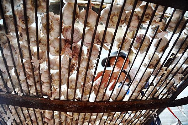 A worker selects garlic at a wholesale market in Nanning, capital of southwest China's Guangxi Zhuang Autonomous Region, July 20, 2010. 