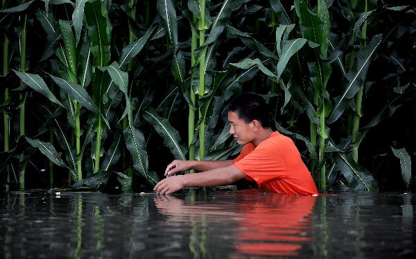A man struggles his way in the flooded field in Tieling County, north China's Liaoning Province, July 21, 2010. Due to heavy rainfall, a 20 meters' riverbank burst appeared at 4:30 AM at Tieling County's Aji section of the Shengli River, a branch of the Liaohe River, on Wednesday.