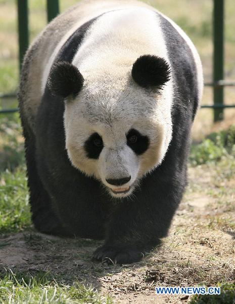 File photo taken in April of 2008 shows giant panda Quanquan at the Jinan zoo in Jinan, capital of east China's Shandong Province. (Xinhua Photo)
