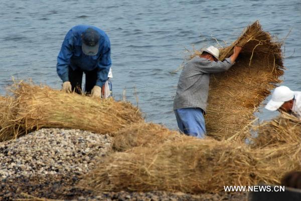 Workers lay grass shade at the seashore near the development zone in Dalian, northeast China's Liaoning Province, July 26, 2010. 