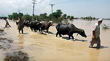 People walk through the waterlogged street in northwest Pakistan's Risalpur on August 2, 2010.