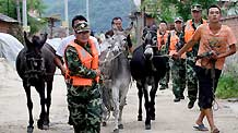 Soldiers help the local villagers move their livestock in Gulouzi township of Dandong City, Liaoning Province, August 4, 2010.