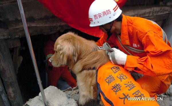 A rescuer takes a dog to search for survivors in the landslide-hit Zhouqu County, Gannan Tibetan Autonomous Prefecture in northwest China's Gansu Province, Aug. 9, 2010. 