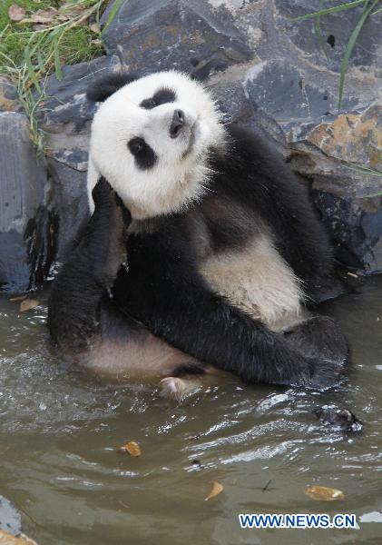 A giant panda plays in a pool at the panda park in Xiuning, east China's Anhui Province, Aug. 10, 2010.