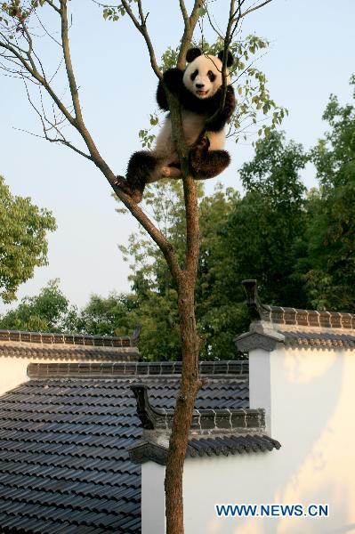 A giant panda plays on a tree at the panda park in Xiuning, east China's Anhui Province, Aug. 10, 2010.