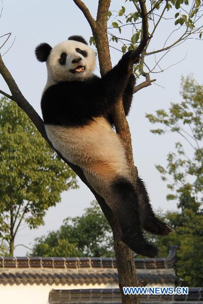 A giant panda plays on a tree at the panda park in Xiuning, east China's Anhui Province, Aug. 10, 2010. 