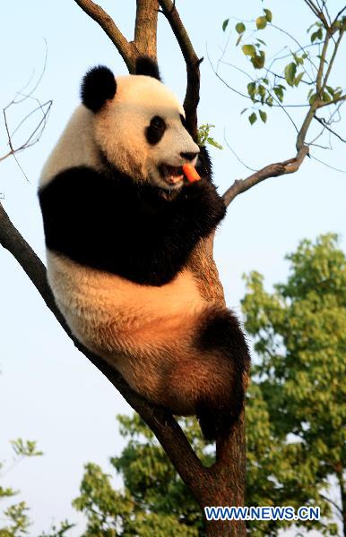 A giant panda bites a carrot on a tree at the panda park in Xiuning, east China's Anhui Province, Aug. 10, 2010.