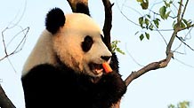 A giant panda bites a carrot on a tree at the panda park in Xiuning, east China's Anhui Province, Aug. 10, 2010.