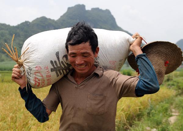 A farmer carries a pack of paddies in apaddyfield at Guxu Village in Guzhai Mulam Nationality Township of Liucheng County, southwest China's Guangxi Zhuang Autonomous Region, Aug. 16, 2010.