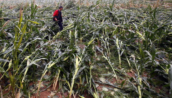 A farmer inspects corn crop damaged by storms which hit the farmland just before they was due to be harvest in Luoyang on Sept 4.