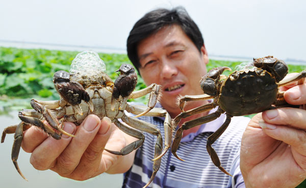 A crab culturist shows Dazha crabs at Yangcheng Lake in Suzhou, Jiangsu Province, on Jun 30. 