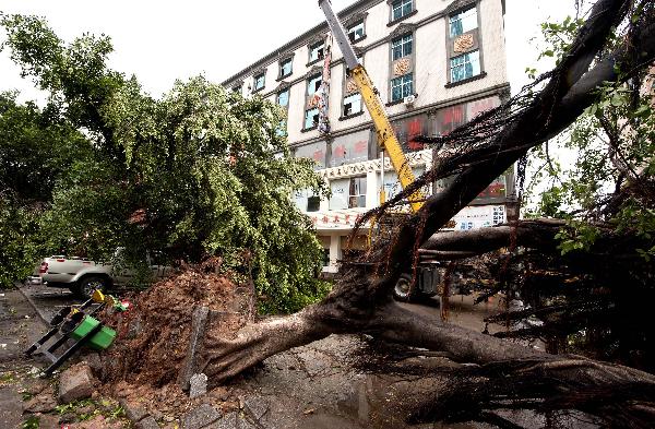 The photo taken on Sept. 10, 2010 shows trees torn down by the typhoon Meranti in downtown Shishi, southeast China's Fujian Province. 